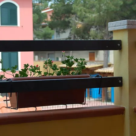 L'agave Sant'Antioco